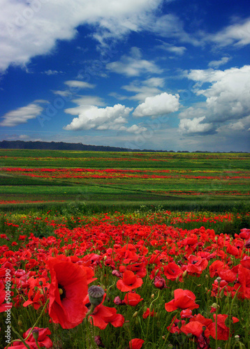 poppy field, close up flowers and background of blue sky with incredible clouds