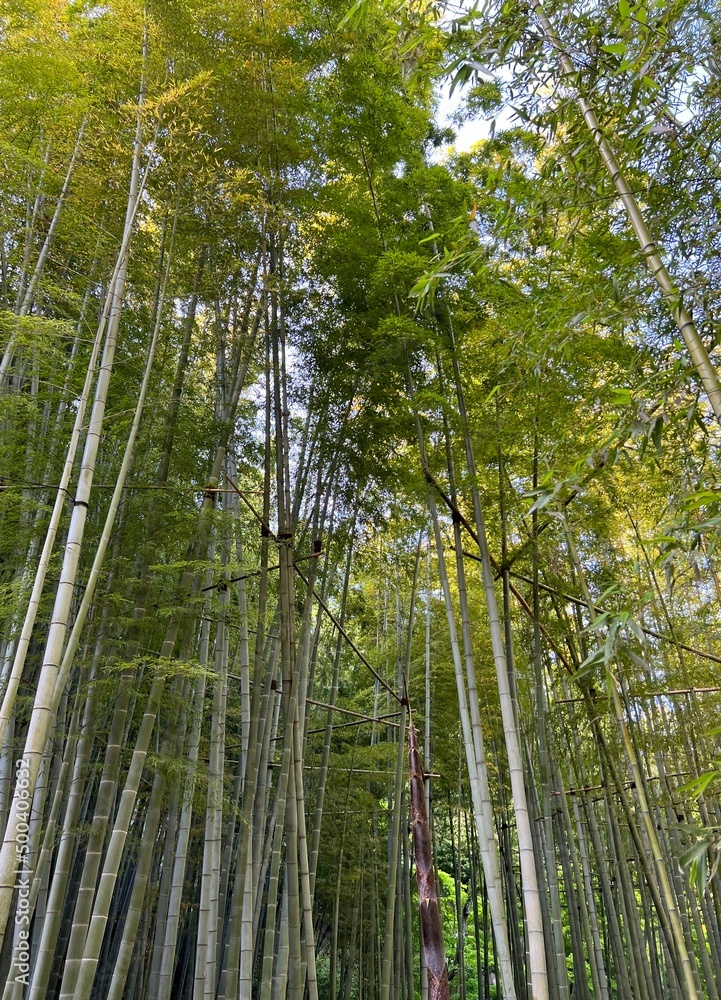 Naklejka premium green bamboo forest