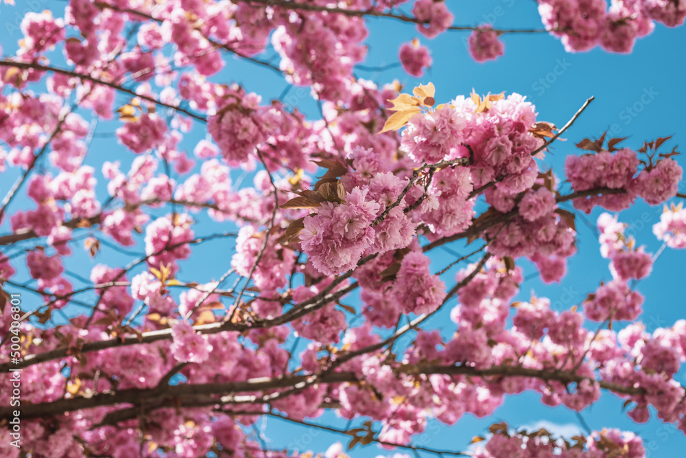 Beautiful scene with blooming tree and sunshine