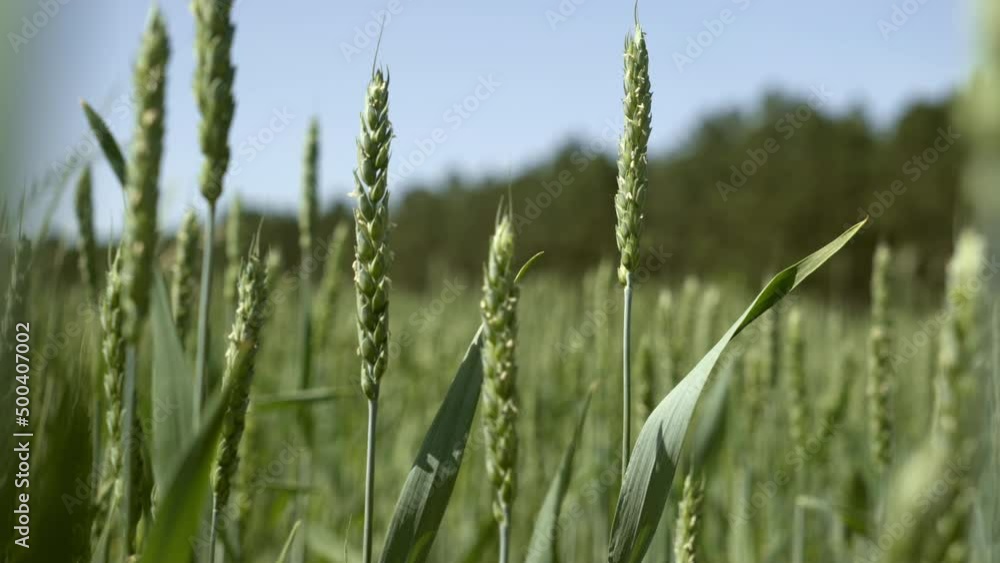 Green winter wheat in farmers field blowing in the wind. Green winter wheat in farmers field blowing in the wind.