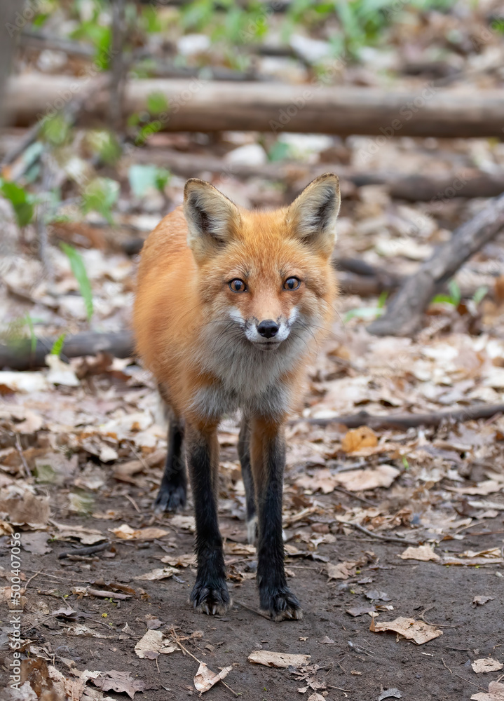 Fototapeta premium Red fox looking surprised standing in the forest in springtime in Canada