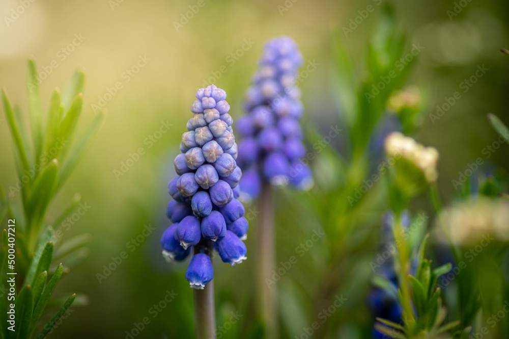 niebieskie kwiaty szafirków na zielonym tle w ogrodzie