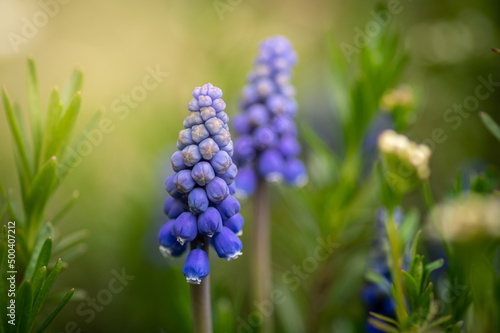 Fototapeta Naklejka Na Ścianę i Meble -  niebieskie kwiaty szafirków na zielonym tle w ogrodzie