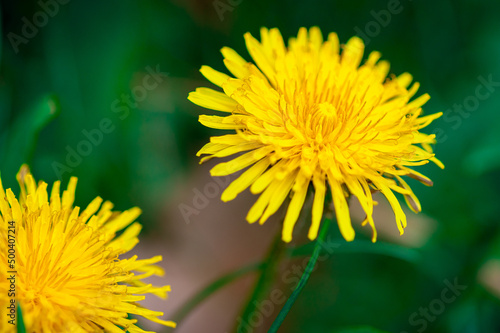 żółte kwiaty mniszka lekarskiego na zielonym tle traw w ogrodzie na łące