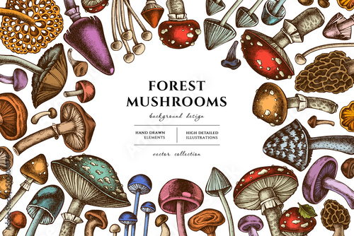 Forest mushrooms hand drawn illustration design. Background with retro mushrooms, fly agaric, blewit, etc.