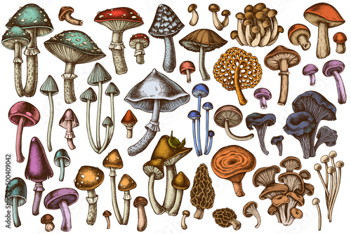 Photo Forest mushrooms hand drawn vector illustrations collection