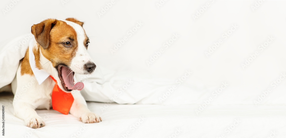 Cute dog jack russell breed lying at home under the covers on the bed in a red tie Cute dog jack russell breed lying at home under the covers on the bed in a red tie