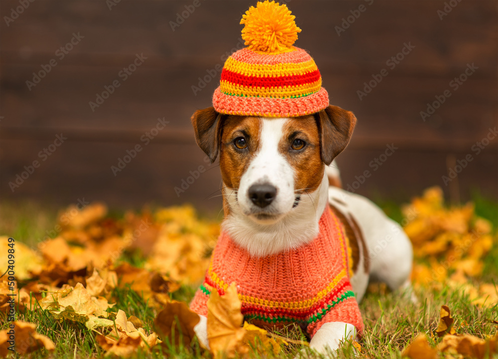 Jack sales russell sweater