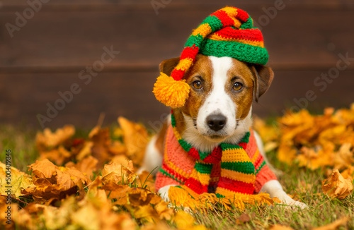 A young dog of breed Jack Russell with a sweater and a knitted hat lying on the yellow grass covered with autumn leaves. Cozy autumn concept © Ermolaeva Olga