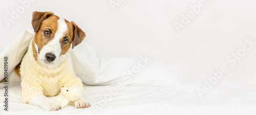 Cute dog jack russell breed lying at home under the covers on the bed in a knitted sweater with a teddy bear in his paws