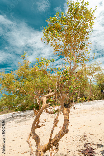 Fototapeta Naklejka Na Ścianę i Meble -  Pristine white tropical beach with rocks, blue sea and lush vegetation on the African Island of Pemba, Zanzibar.
