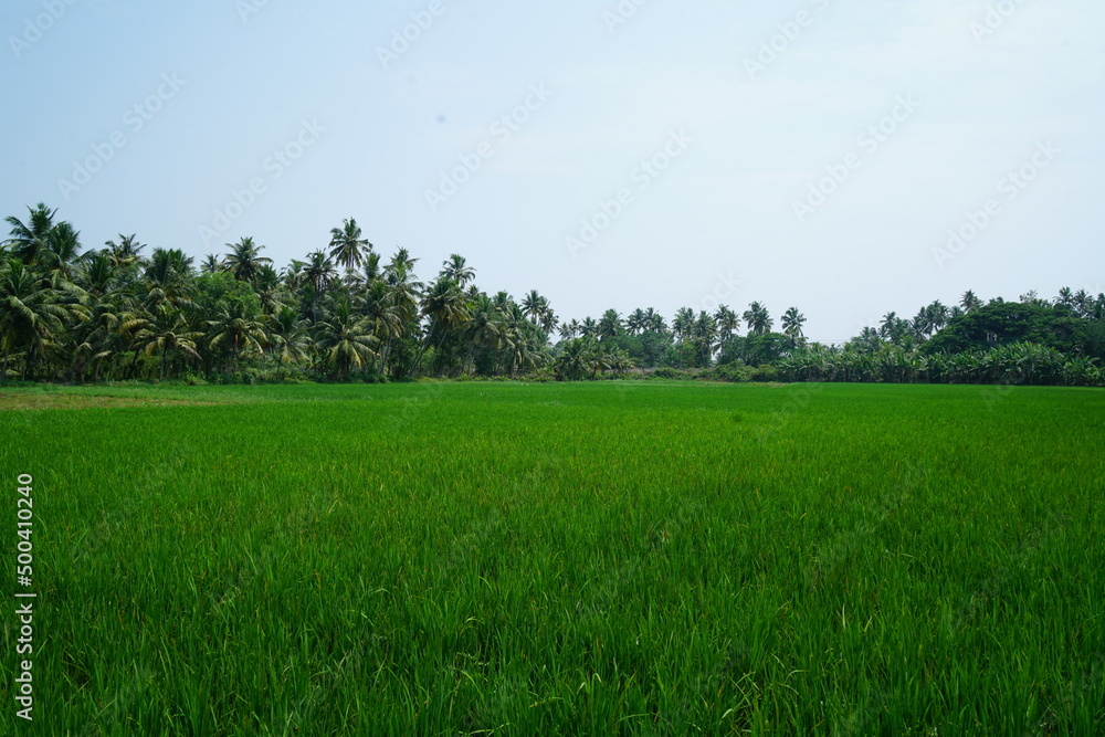Fototapeta premium green rice field