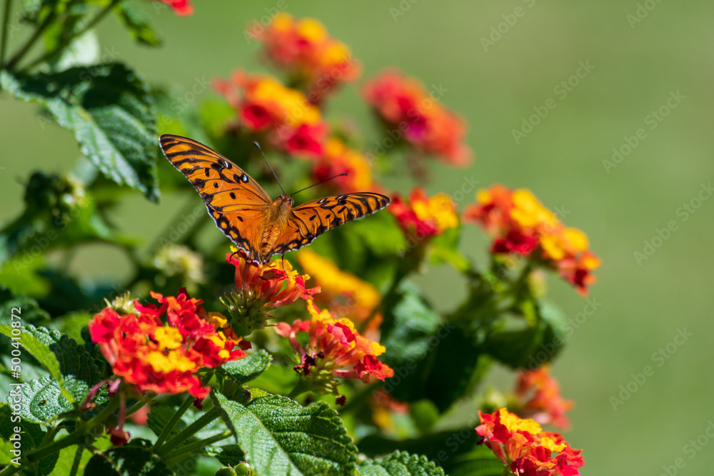 Monarch butterfly perched on flowers. Monarch butterfly perched on flowers.