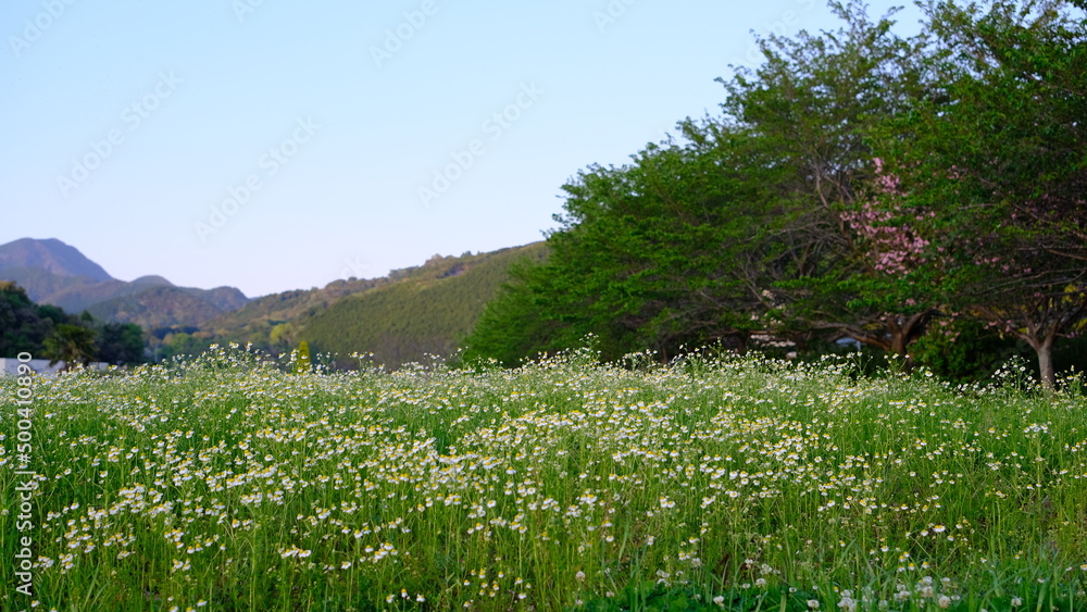 Obraz premium 野原