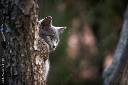 Photograph of a gray cat perched on a tree