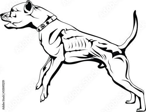 Fototapeta Pitbull dog - vector illustration