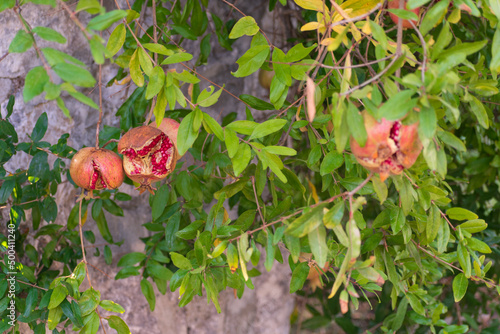 group of pomegranates in Turkey
