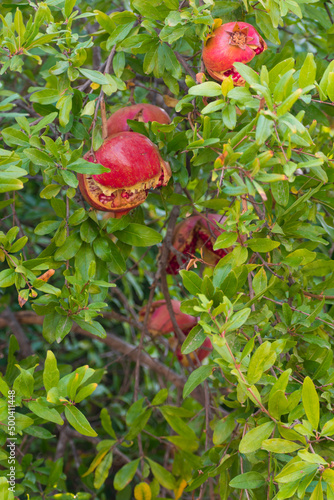 ripe turkish pomegranates at branch 