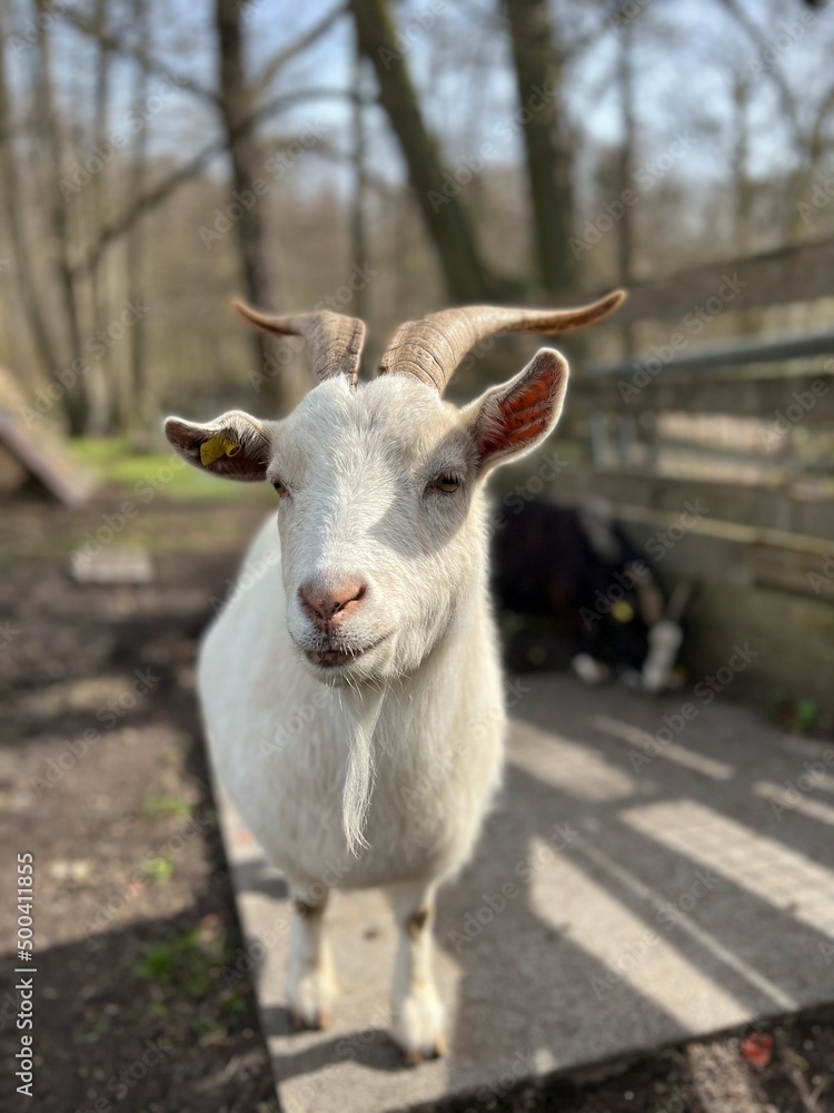 white goat on the background of nature in spring