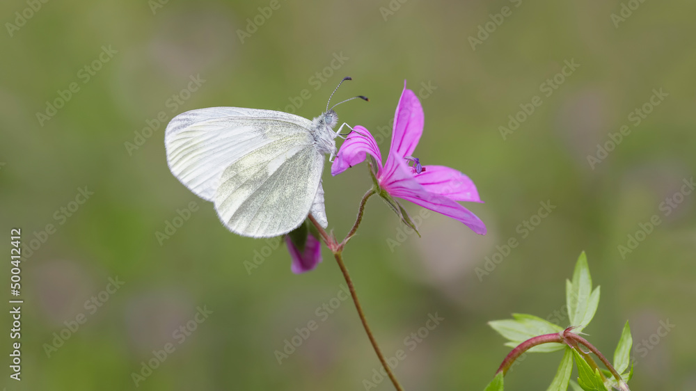 Delicate Forest White butterfly (Leptidea sinapis) on plant Delicate Forest White butterfly (Leptidea sinapis) on plant