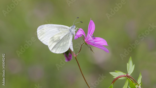 Delicate Forest White butterfly (Leptidea sinapis) on plant photo