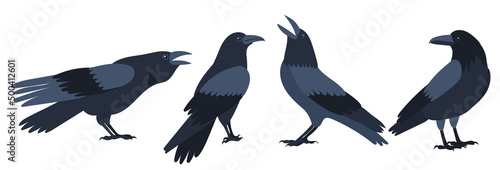 crows flat design, isolated on white background, vector