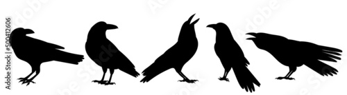 crows silhouette, on white background, isolated, vector