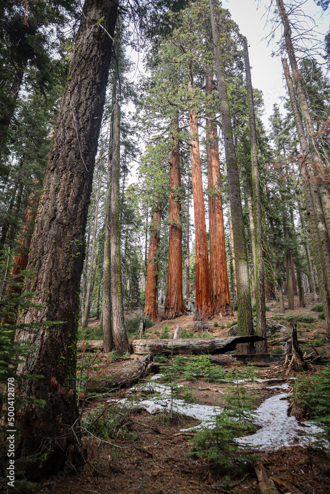 Fototapeta premium forest in autumn