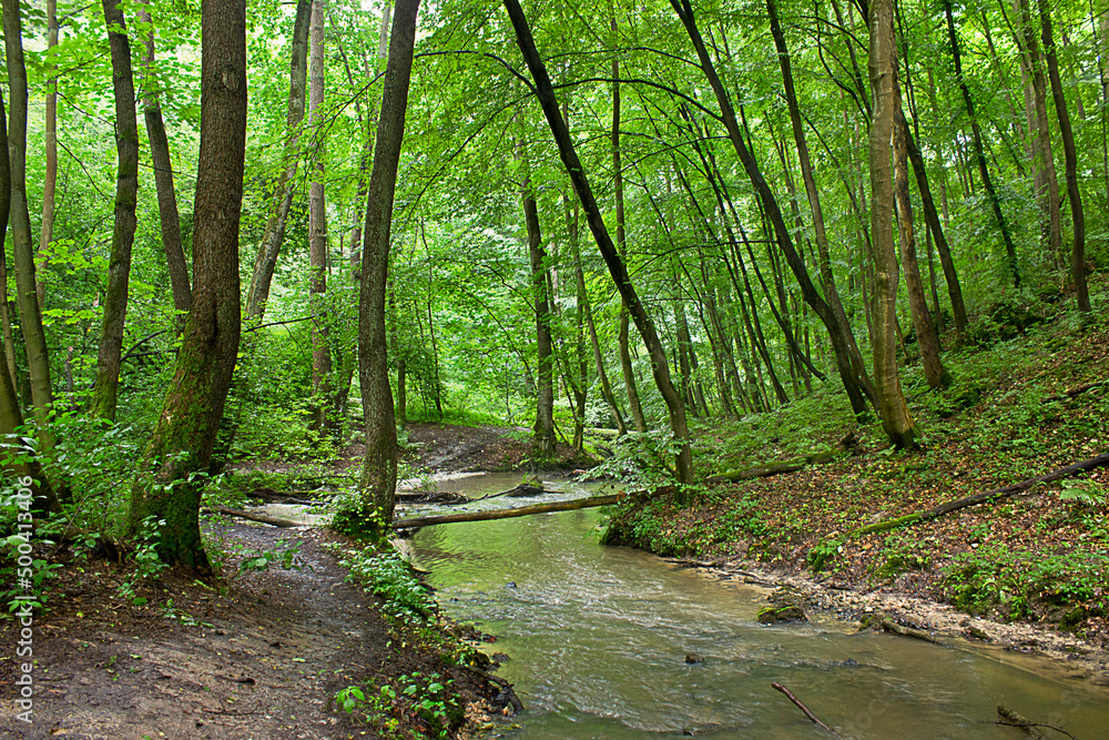 landscape with a stream in a green forest landscape with a stream in a green forest