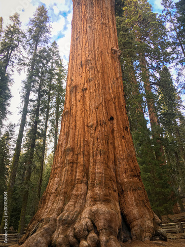 tree trunk in the forest
