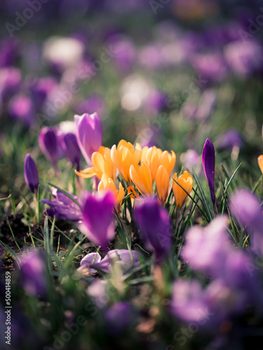 Close-up of of yellow Crocus Flower in Spring, Hamburg