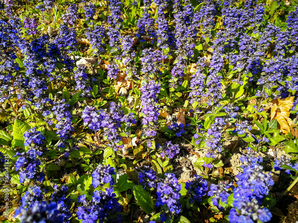 Obraz premium Ajuga Reptans wild purple flower blossomed