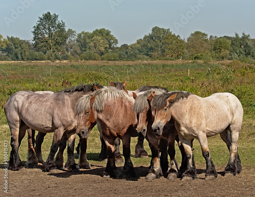 Group of heavy brown belgian horses in a meadow on a sunny day in Bourgoyen nature reserve, Ghent, Flanders, Belgium 