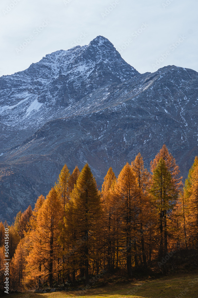 The colors of the foliage in the larch woods of Engadina: one of the most visited and famous valleys in the Swiss Alps, near the town of Sils Maria, Switzerland - October 2021.