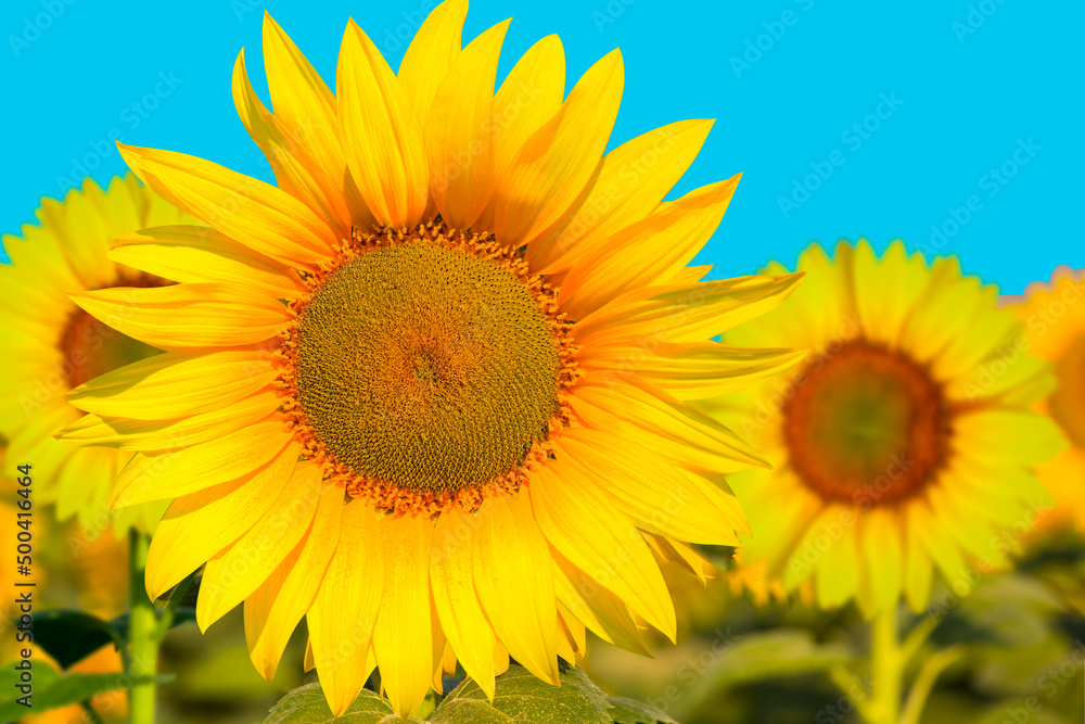 Field of blooming sunflowers with blue sky