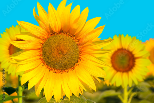 Field of blooming sunflowers with blue sky