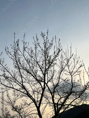 silhouette of tree © JiHyeon