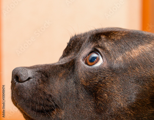 Staffordshire bull terrier of dark tiger color with brown eyes.