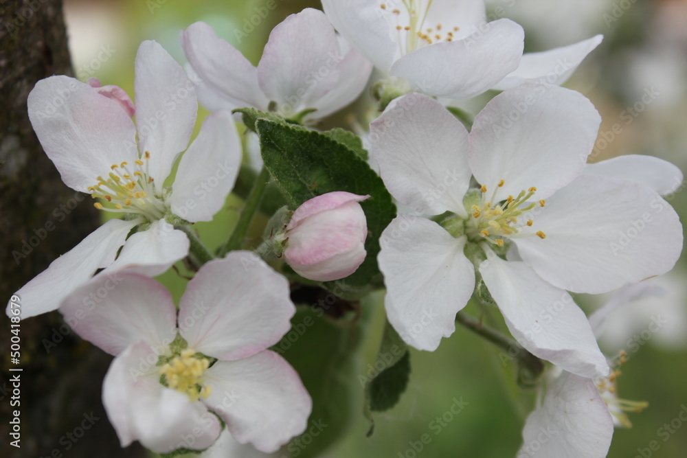 beautiful spring flowers on a branch of an apple tree. apple tree blossoms. close-up