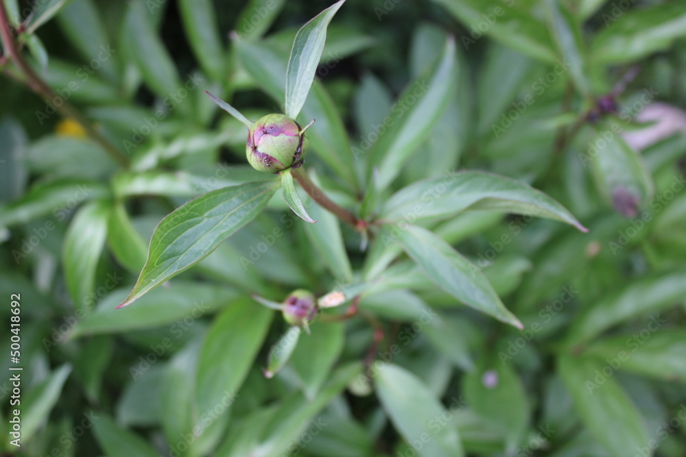 A flower bud of peony flowers that has not yet bloomed. This is an enlarged picture of peony flower bud blossoms. A flower bud of peony flowers that has not yet bloomed. This is an enlarged picture of peony flower bud blossoms.