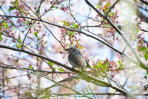 桜と鳥 © foreigner