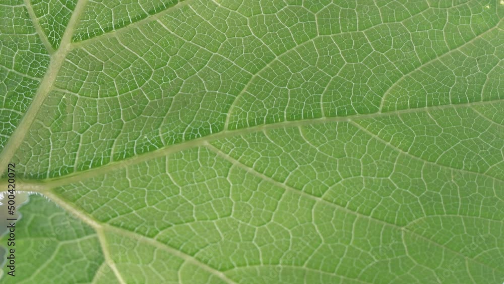 reflection light on swaying wind blow beautiful green vein leaf background reflection light on swaying wind blow beautiful green vein leaf background