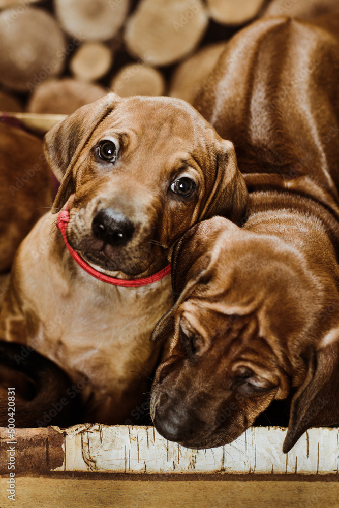 two adorable rhodesian ridgeback puppies playing on wooden background