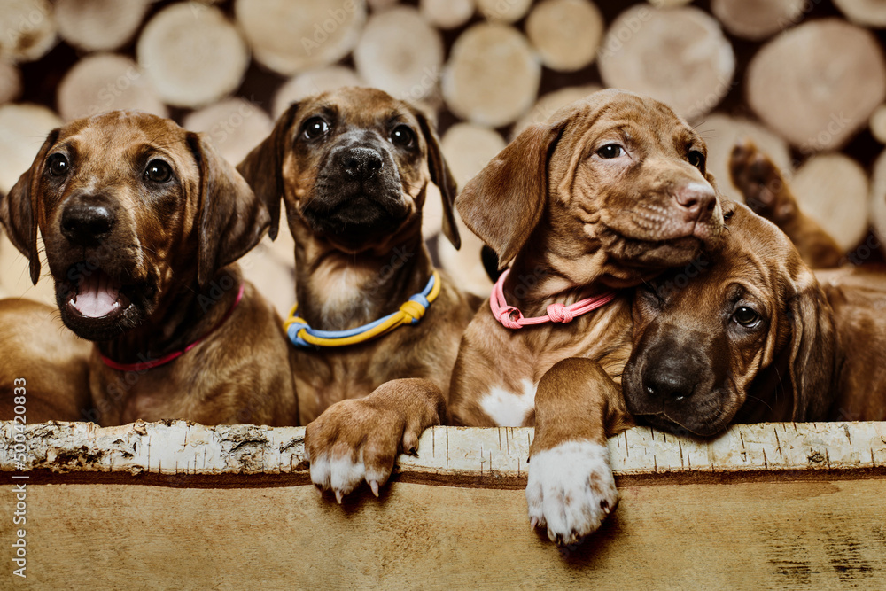 Several rhodesian ridgeback puppies sitting in raw on wooden background Several rhodesian ridgeback puppies sitting in raw on wooden background