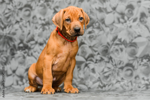 Cute rhodesian ridgeback puppy sitting on grey background