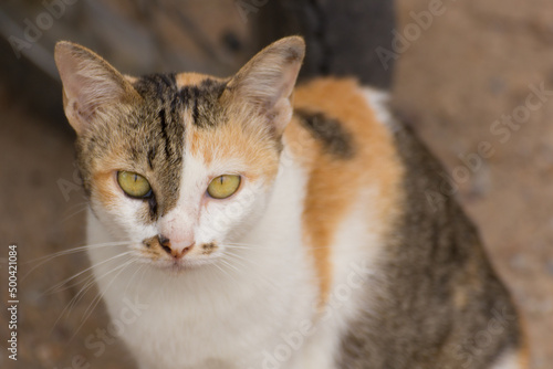 Thai cat, animal pet