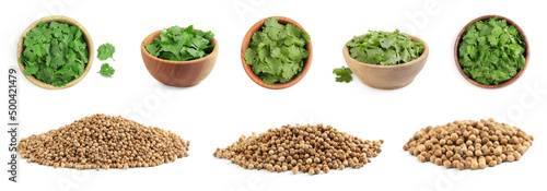 Set with fresh green coriander leaves and dried seeds on white background. Banner design