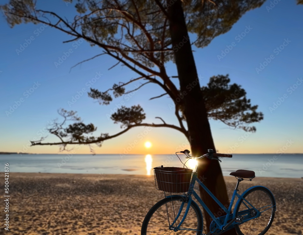  sunset at sea pine forest and bike near tree on  beach , evening panptama summer  shore of the Baltic  sunbeam light  nature landscape