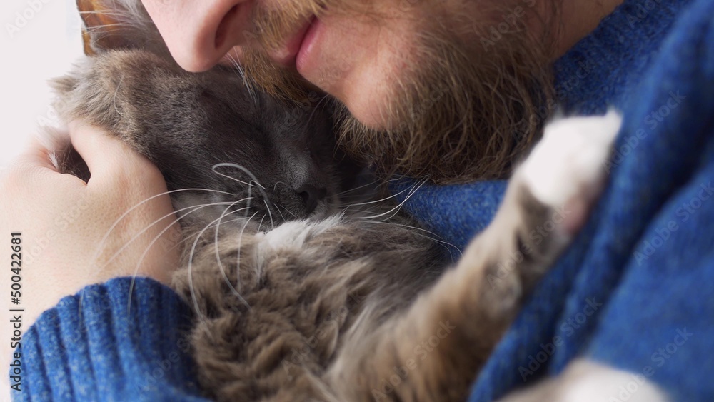 A bearded man lovingly hugs his cat, hugs him to himself. Favorite cat with his owner. Relationship between pets and people. Gray fluffy cat in the arms of his pet owner. A bearded man lovingly hugs his cat, hugs him to himself. Favorite cat with his owner. Relationship between pets and people. Gray fluffy cat in the arms of his pet owner.