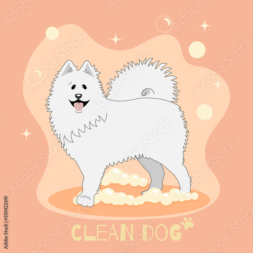 washed white dog samoyed